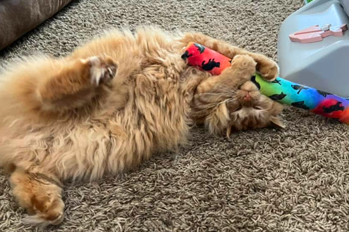 Reduces Boredom & Stress